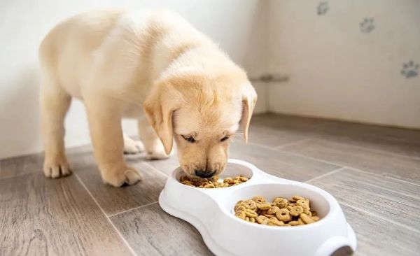 上门喂养宠物 铲屎 陪伴猫咪/狗狗玩耍（可接异宠服务）