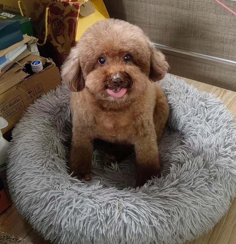 上门洗猫，猫咪剃毛，宠物美容清洁上门服务